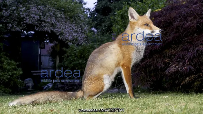 : Red fox - wild urban vixen resting in garden - Birmingham : Red fox - wild urban vixen resting in garden - Birmingham