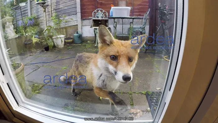  : Red fox - wild urban vixen scratching at door -