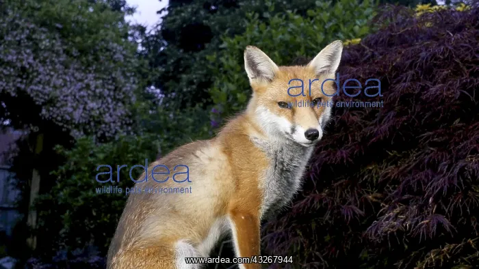 : Red fox - wild urban vixen sitting in garden - Birmingham : Red fox - wild urban vixen sitting in garden - Birmingham