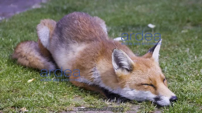 : Red fox - wild urban vixen sleeping in garden - : Red fox - wild urban vixen sleeping in garden -