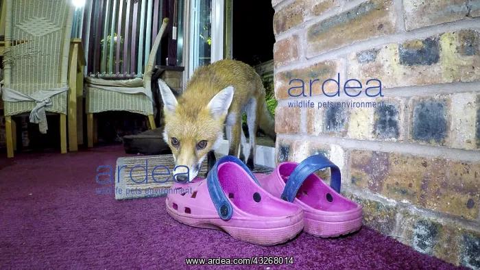 : Red fox - wild urban vixen taking gardening shoe