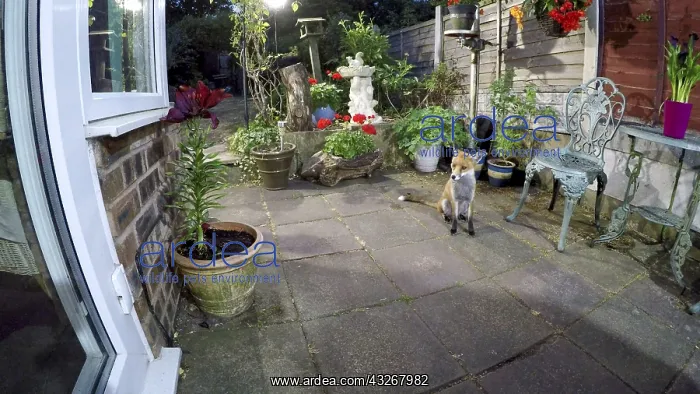  : Red fox - wild urban vixen waiting in yard - Birmingham