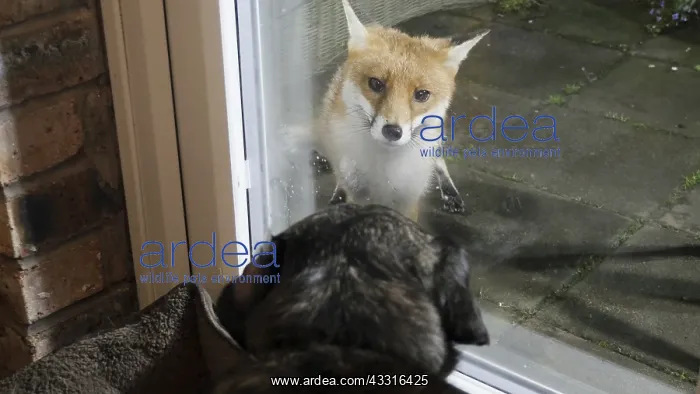 : Red fox - wild urban vixen at window with dog - : Red fox - wild urban vixen at window with dog -