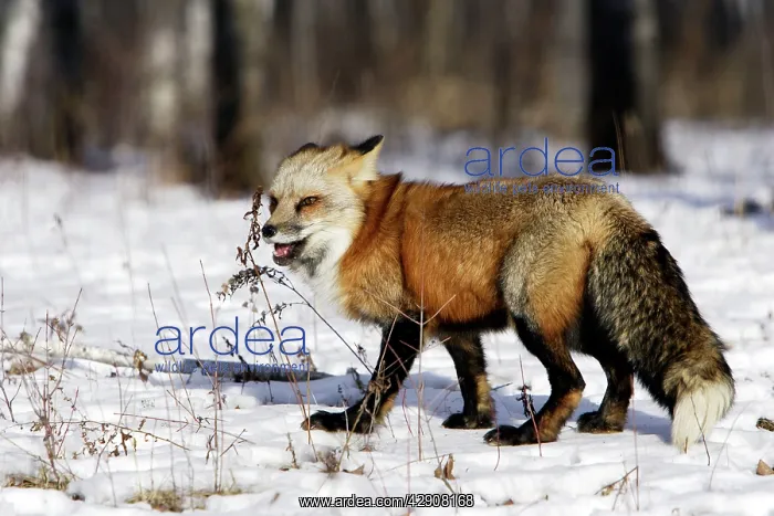 : Red Fox - in winter : Red Fox - in winter