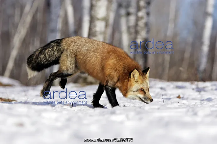  : Red Fox - in winter