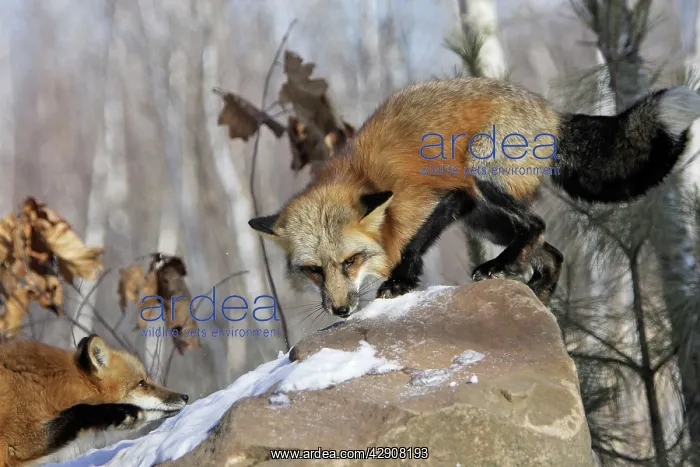  : Red Fox - in winter