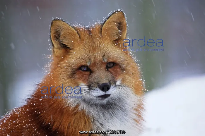 : Red Fox in winter : Red Fox in winter