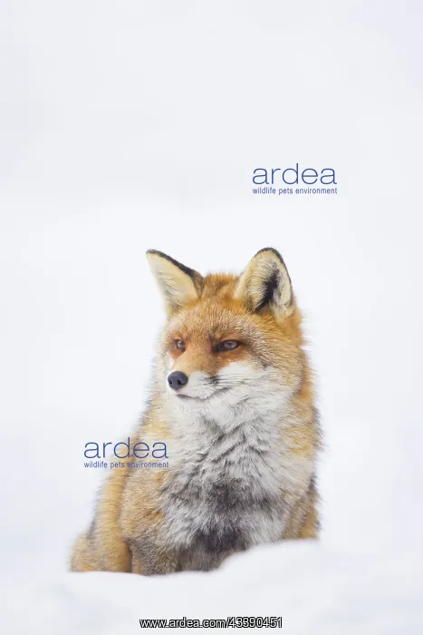 : Red Fox winter : Red Fox winter