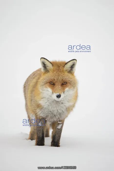 : Red Fox winter : Red Fox winter