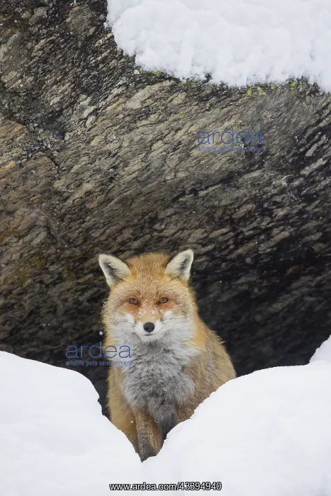 : Red Fox winter : Red Fox winter