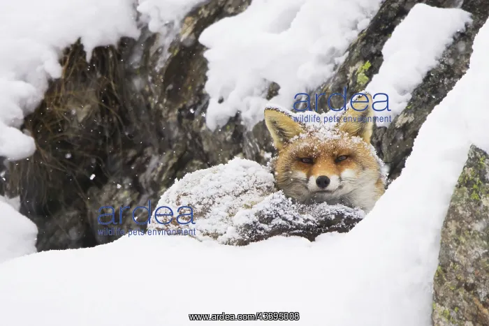 : Red Fox winter : Red Fox winter