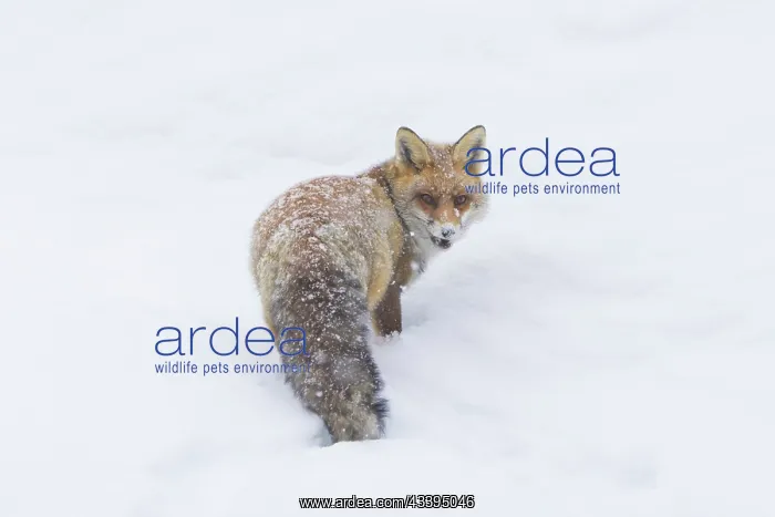 : Red Fox winter : Red Fox winter