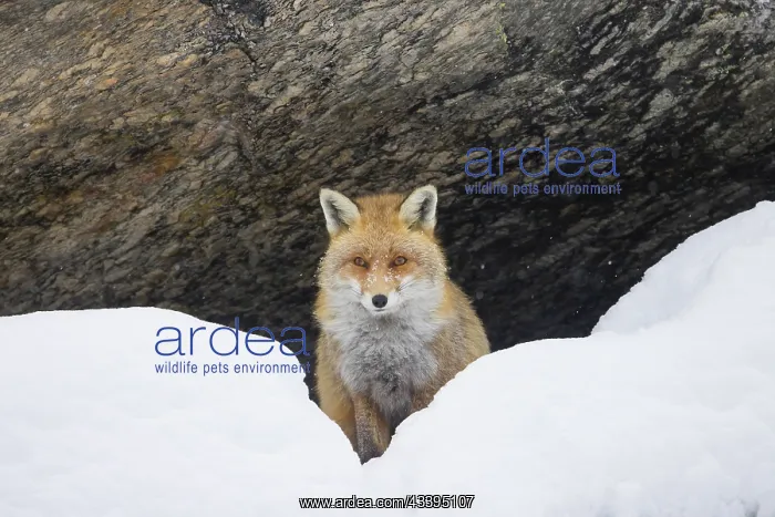 : Red Fox winter : Red Fox winter