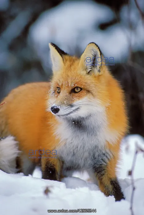 : Red fox - in winter setting : Red fox - in winter setting