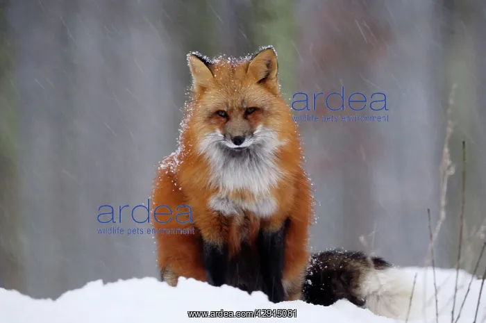 : Red Fox - in winter snow : Red Fox - in winter snow