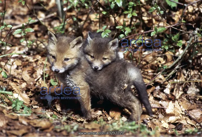 : RED FOX - x two cubs cuddling : RED FOX - x two cubs cuddling