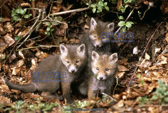 : RED FOX - x three cubs sitting : RED FOX - x three cubs sitting