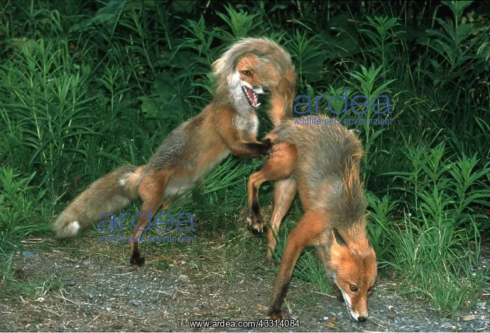: RED FOX - x two, courtship behaviour : RED FOX - x two, courtship behaviour