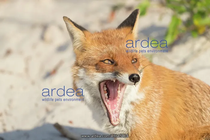 : Red Fox - yawning fox at the beach - Germany : Red Fox - yawning fox at the beach - Germany