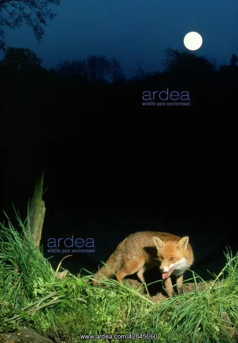 : Red FOX - young : Red FOX - young