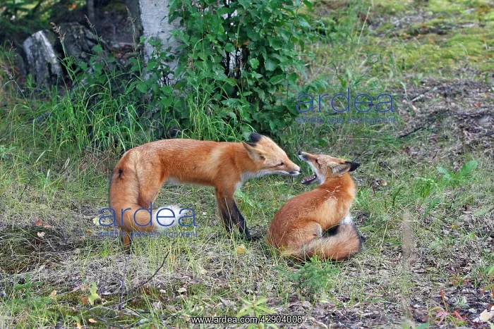 : Red Fox - young : Red Fox - young