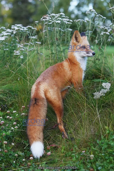 : Red Fox - young : Red Fox - young