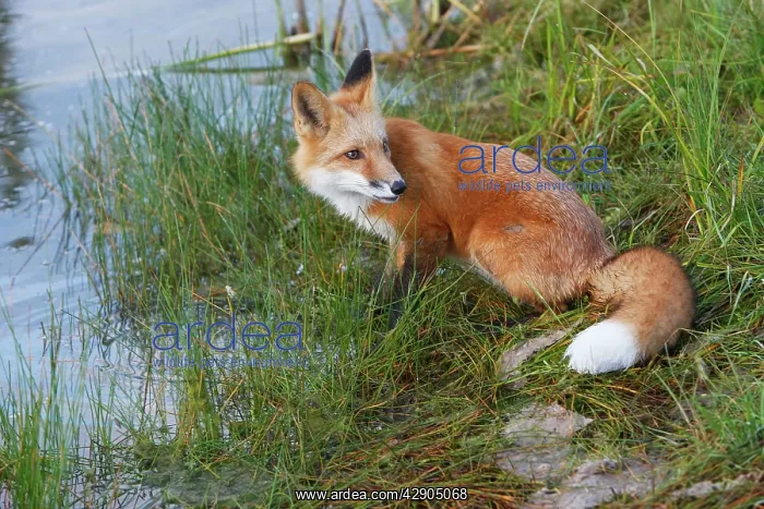 : Red Fox - young : Red Fox - young