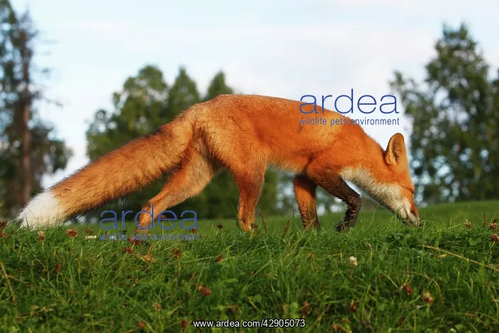  : Red Fox - young