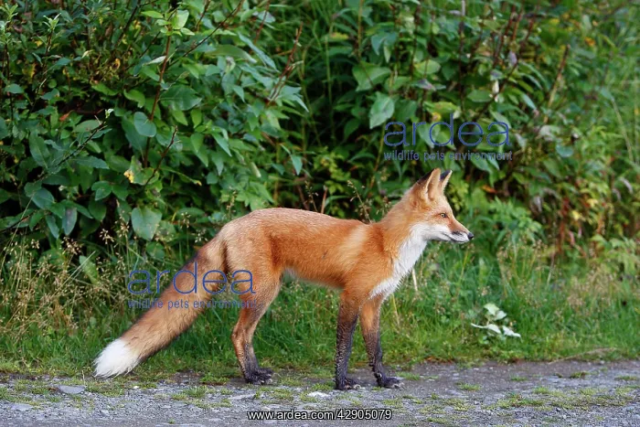 : Red Fox - young : Red Fox - young