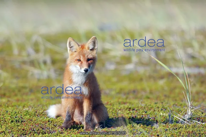 : Red Fox - young : Red Fox - young