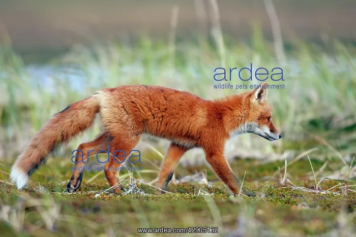 : Red Fox - young : Red Fox - young