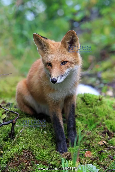 : Red Fox - young : Red Fox - young