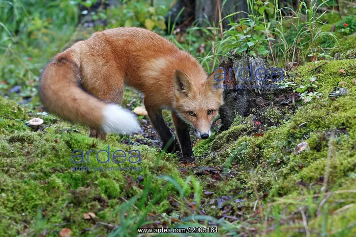 : Red Fox - young : Red Fox - young