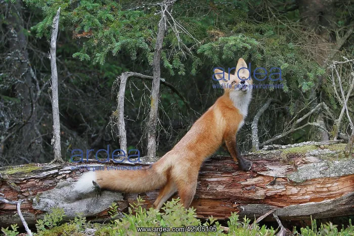 : Red Fox - young : Red Fox - young