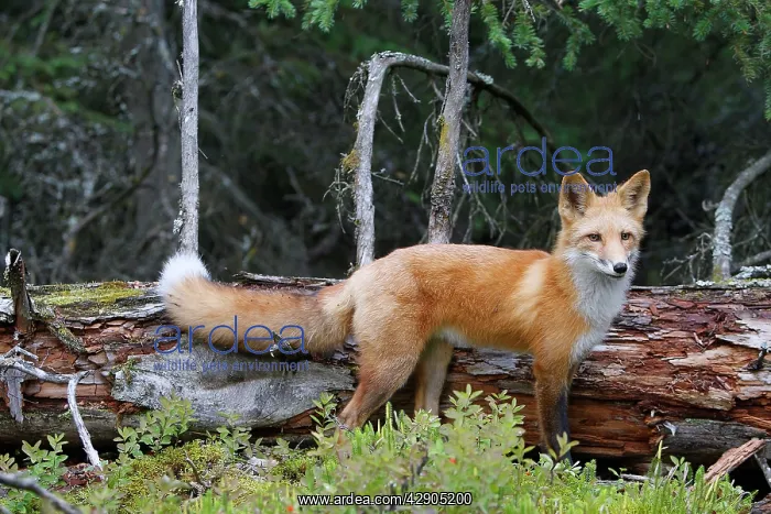 : Red Fox - young : Red Fox - young