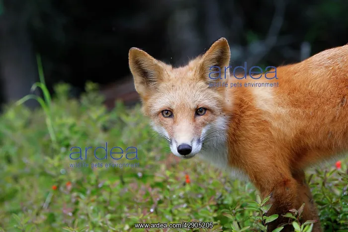 : Red Fox - young : Red Fox - young
