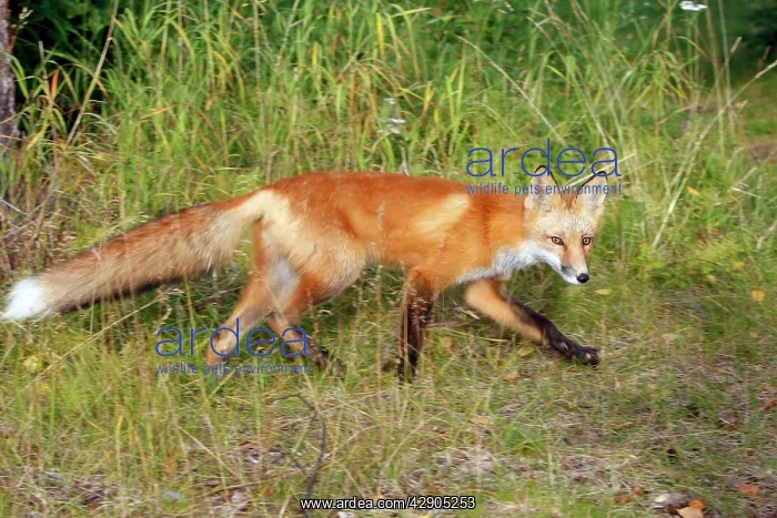 : Red Fox - young : Red Fox - young