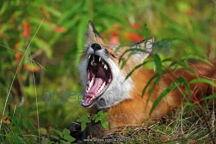 : Red Fox - young : Red Fox - young