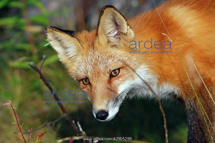 : Red Fox - young : Red Fox - young