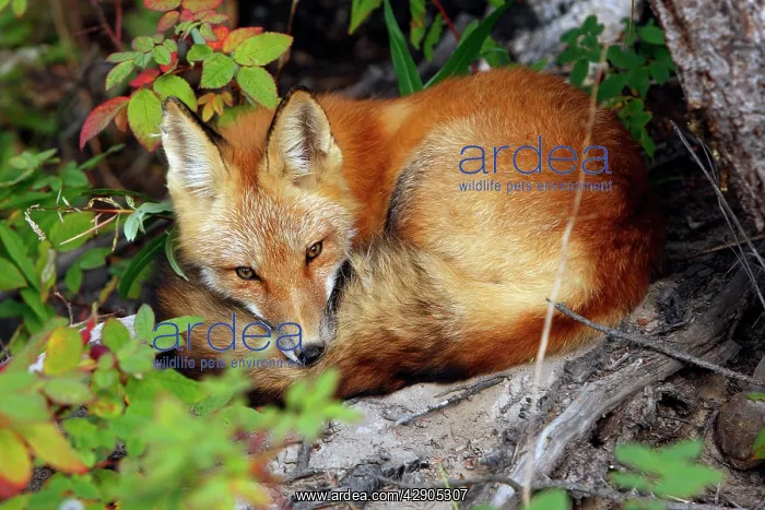 : Red Fox - young : Red Fox - young