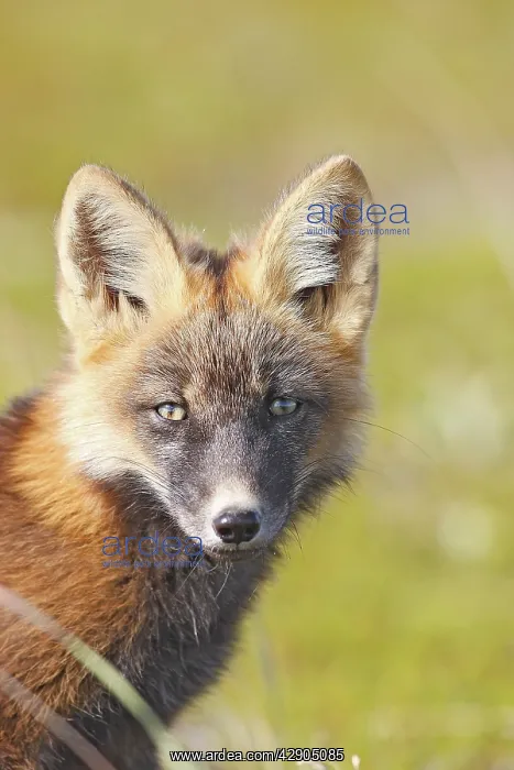 : Red Fox - young - dark phase : Red Fox - young - dark phase
