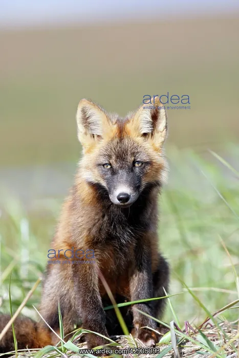 : Red Fox - young - dark phase : Red Fox - young - dark phase