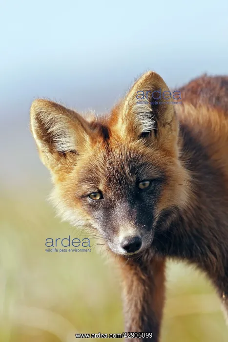 : Red Fox - young - dark phase : Red Fox - young - dark phase