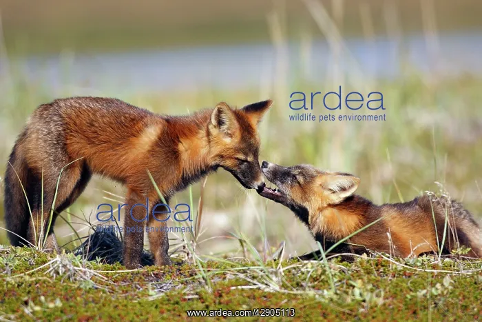 : Red Fox - young - dark phase : Red Fox - young - dark phase