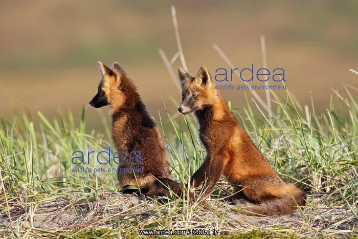 : Red Fox - young - dark phase : Red Fox - young - dark phase