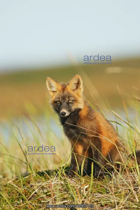 : Red Fox - young - dark phase : Red Fox - young - dark phase