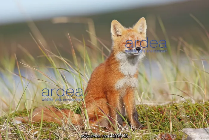 : Red Fox - young - dark phase : Red Fox - young - dark phase