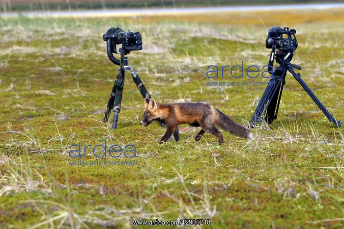 : Red Fox - young - dark phase : Red Fox - young - dark phase