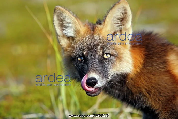 : Red Fox - young - dark phase : Red Fox - young - dark phase