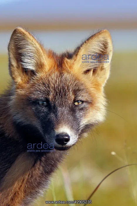 : Red Fox - young - dark phase : Red Fox - young - dark phase
